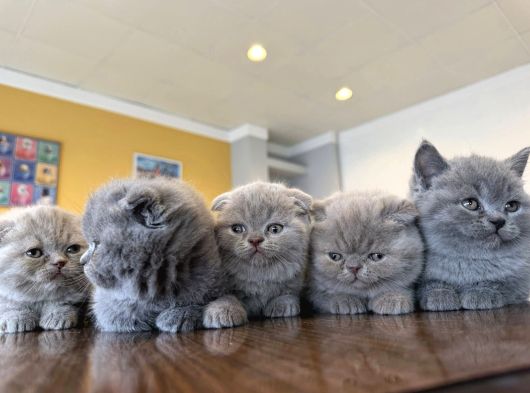Top Kafa Scottish Fold Yavrulari Fenomen Pet Shop Ankara görsel