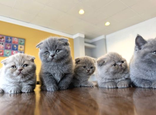 Top Kafa Scottish Fold Yavrulari Fenomen Pet Shop Ankara görsel