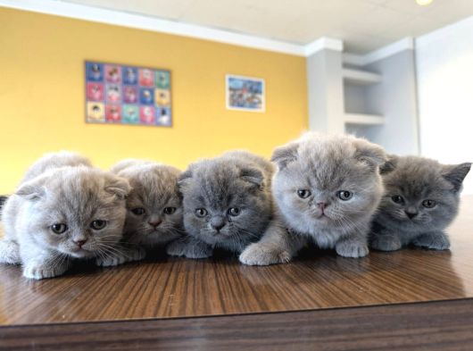 Top Kafa Scottish Fold Yavrulari Fenomen Pet Shop Ankara görsel