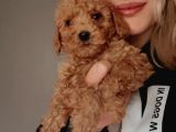 Toy Poodle Yavrularımız