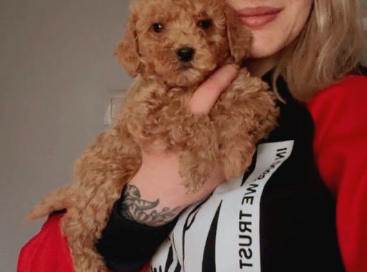 Toy Poodle Yavrularımız görsel