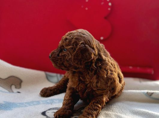 Kıvır Kıvır Orjinal Poodle Minişlerim görsel