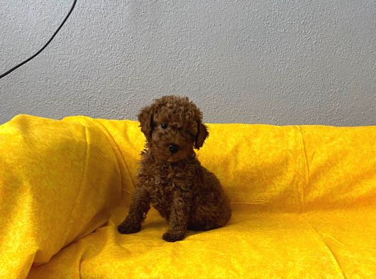 Safkan Büyümeyen Boy Toy Poodle Bebeklerim görsel