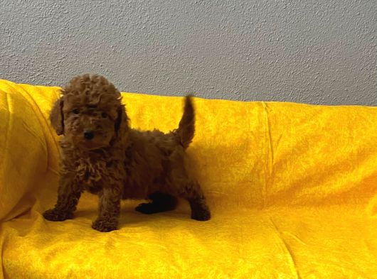 Safkan Büyümeyen Boy Toy Poodle Bebeklerim görsel