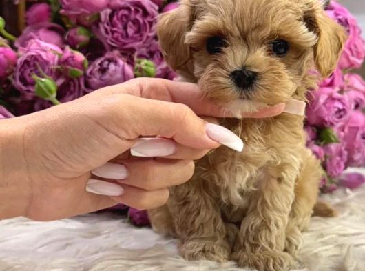 KOREAN MALTİPOO BEBEKLER
