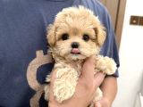 BABYFACE KOREAN MALTİPOO YAVRULARIM