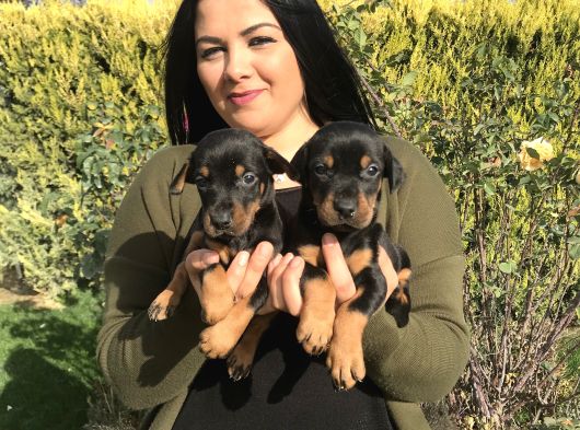 Safkan Ki̇ng Doberman Yavrularim