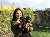 Safkan Ki̇ng Doberman Yavrularim