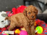 İnstagram Toypoodlepuppy09