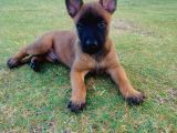 Belçika Malinois Yavruları