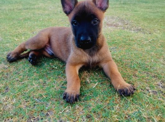 Belçika Malinois Yavruları görsel