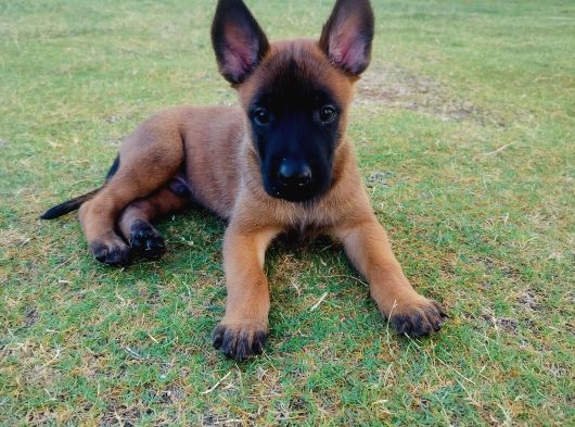 Belçika Malinois Yavruları