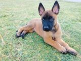 Belçika Malinois Yavruları