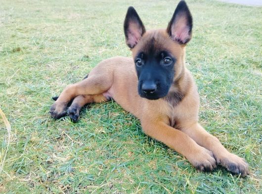 Belçika Malinois Yavruları görsel