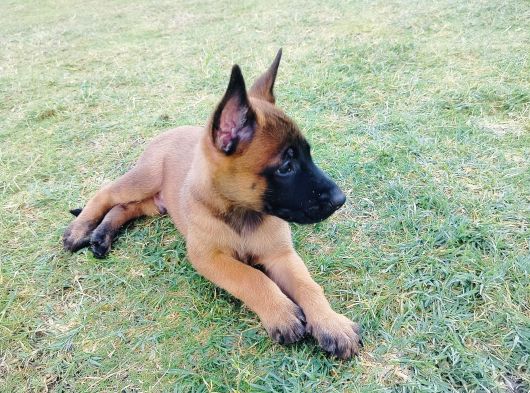 Belçika Malinois Yavruları görsel