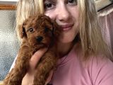 Toy Poodle Yavrularımız