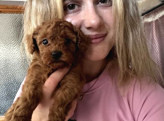 Toy Poodle Yavrularımız görsel