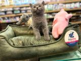 Orj Babyface British Shorthair Blue Bebeklerimiz