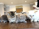 Kedi̇ci̇den Renk Renk British Shorthair Yavrulari Ankara