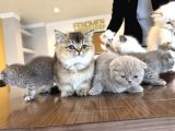 Kedi̇ci̇den Renk Renk British Shorthair Yavrulari Ankara