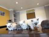 Kedi̇ci̇den Renk Renk British Shorthair Yavrulari Ankara