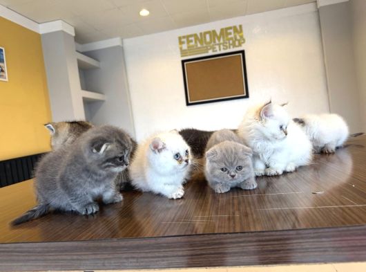 Kedi̇ci̇den Renk Renk British Shorthair Yavrulari Ankara görsel