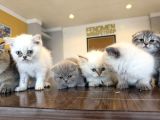 KEDİCİDEN RENK RENK BRITISH SHORTHAIR YAVRULARI ANKARA
