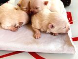 Fincan Boy Yeni Yıl Hediyeleri Pomeranian Boo