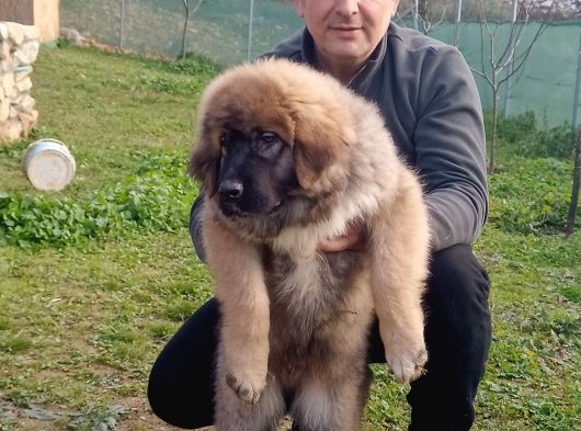 Kafkas Çoban Köpeği Yavrumuz görsel