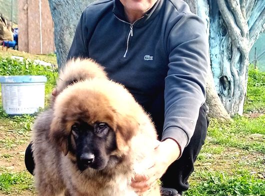 Kafkas Çoban Köpeği Yavrumuz