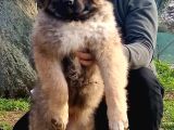 Kafkas Çoban Köpeği Yavrumuz