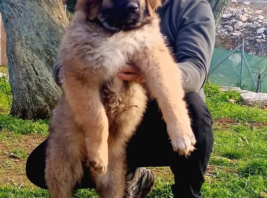 Kafkas Çoban Köpeği Yavrumuz görsel