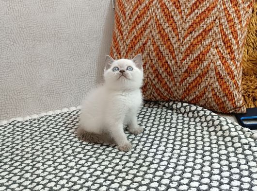 Brti̇sh Shorthai̇r Blue Poi̇nt görsel