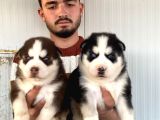 Üst Kali̇te Husky Yavrulari