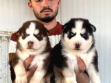 Üst Kali̇te Husky Yavrulari