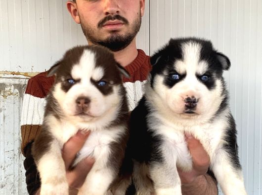 Üst Kali̇te Husky Yavrulari görsel