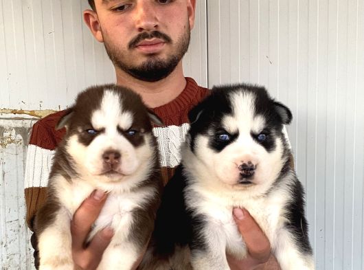Üst Kali̇te Husky Yavrulari görsel