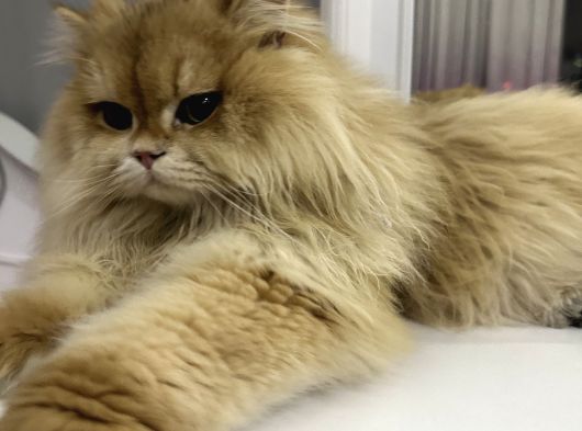Full Scr Li Erkek Kedi görsel