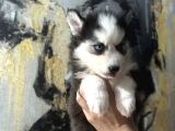 Husky Bebekler