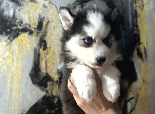Husky Bebekler görsel