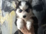 Husky Bebekler