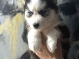 Husky Bebekler