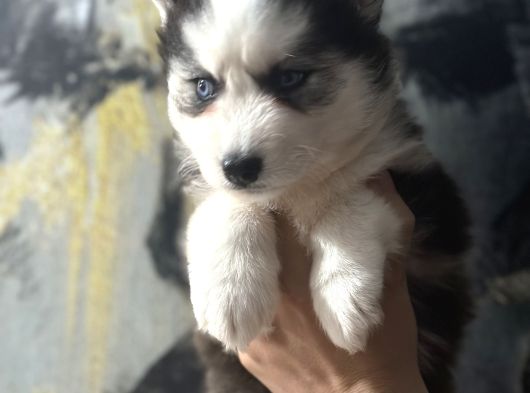 Husky Bebekler görsel