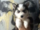 Husky Bebekler