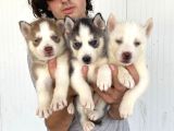 Her Renk Husky Yavrular