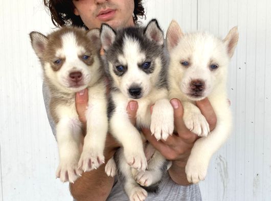 Her Renk Husky Yavrular görsel