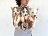 Her Renk Husky Yavrular