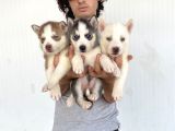 Her Renk Husky Yavrular
