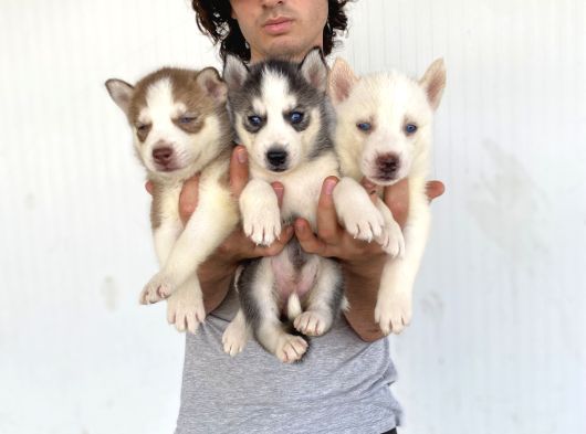 Her Renk Husky Yavrular görsel