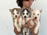 Her Renk Husky Yavrular